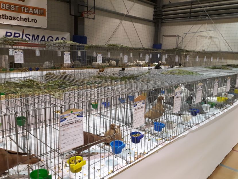  - Expoziția Cupa Aradului ediția 1