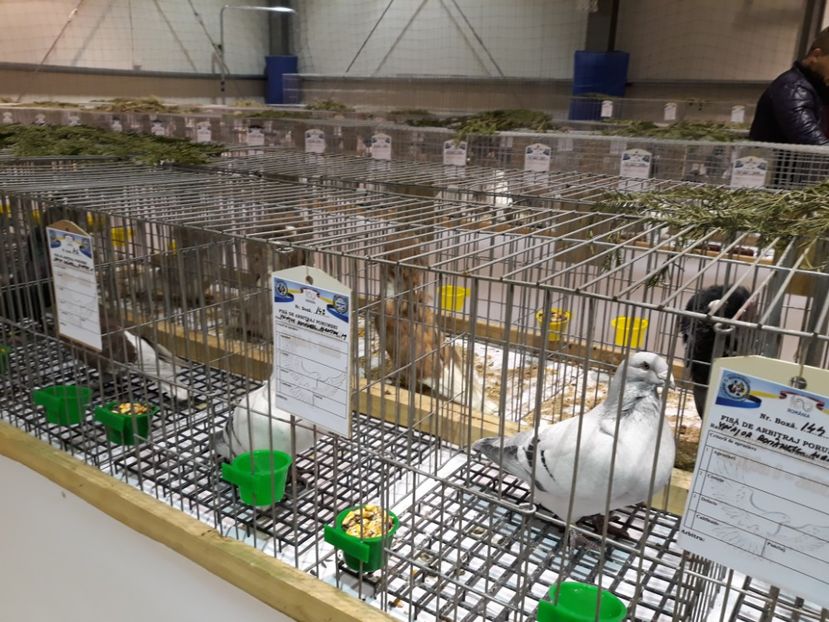  - Expoziția Cupa Aradului ediția 1