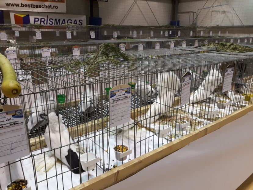  - Expoziția Cupa Aradului ediția 1