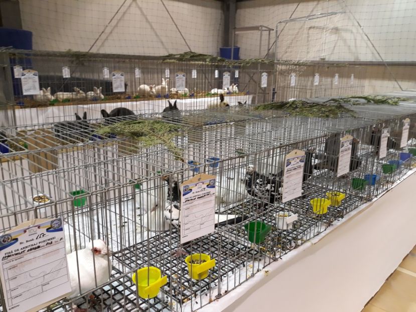  - Expoziția Cupa Aradului ediția 1