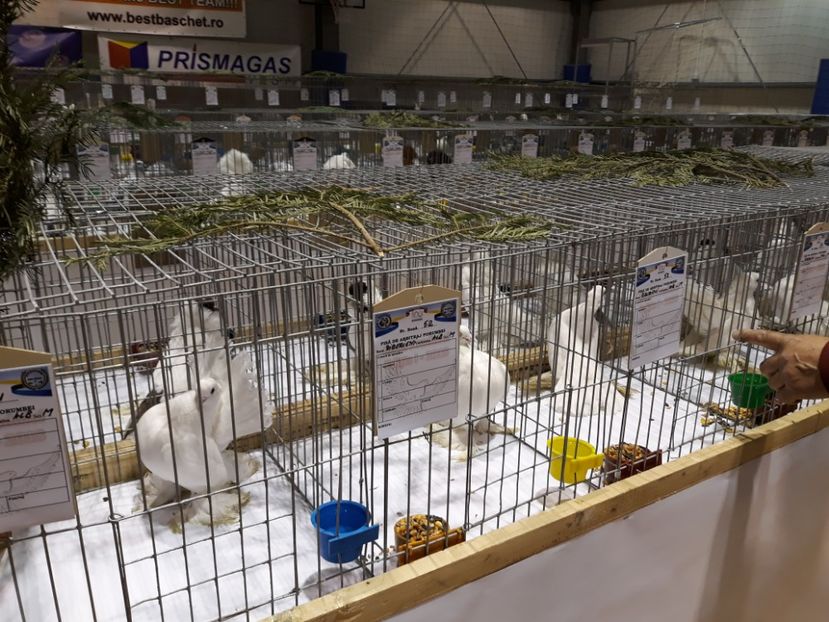  - Expoziția Cupa Aradului ediția 1