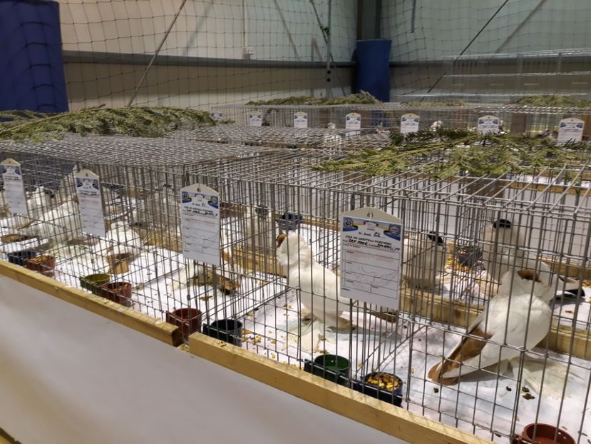  - Expoziția Cupa Aradului ediția 1
