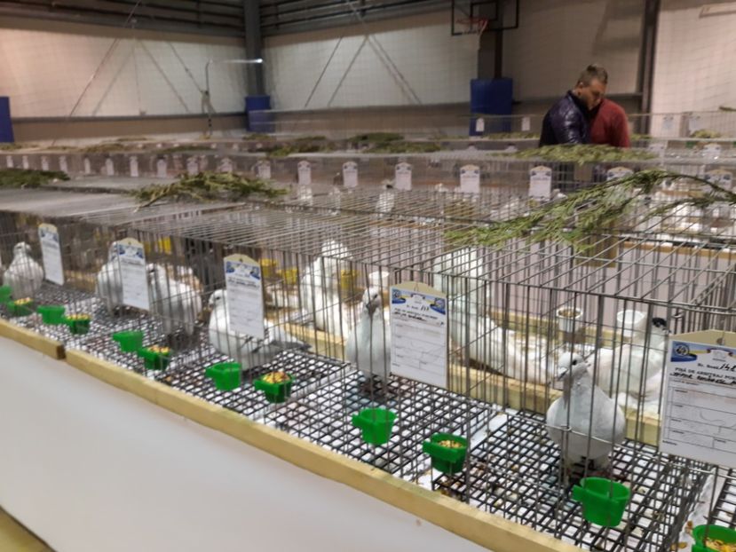  - Expoziția Cupa Aradului ediția 1