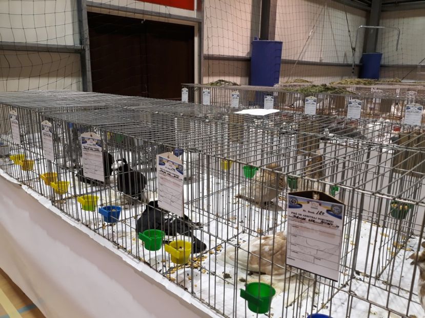  - Expoziția Cupa Aradului ediția 1