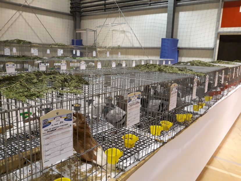  - Expoziția Cupa Aradului ediția 1