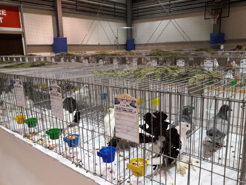  - Expoziția Cupa Aradului ediția 1