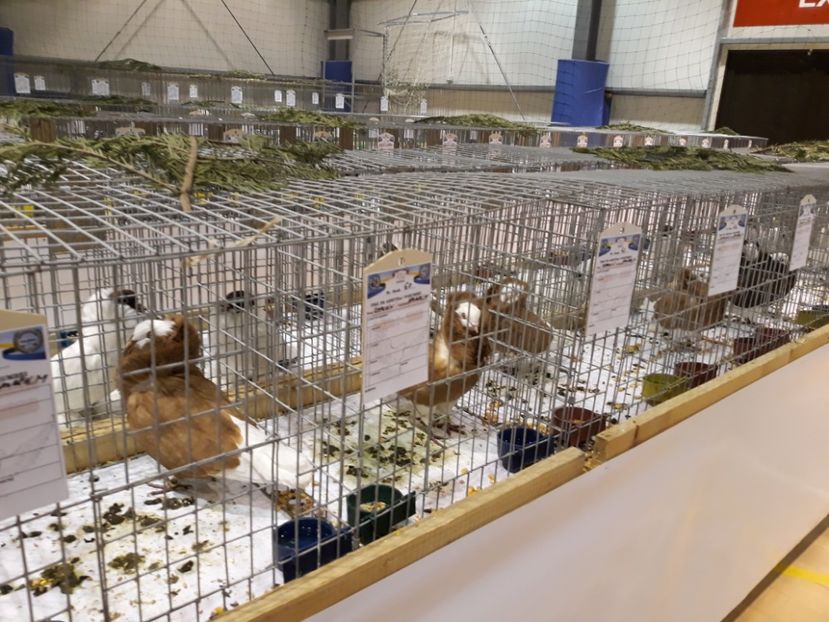  - Expoziția Cupa Aradului ediția 1