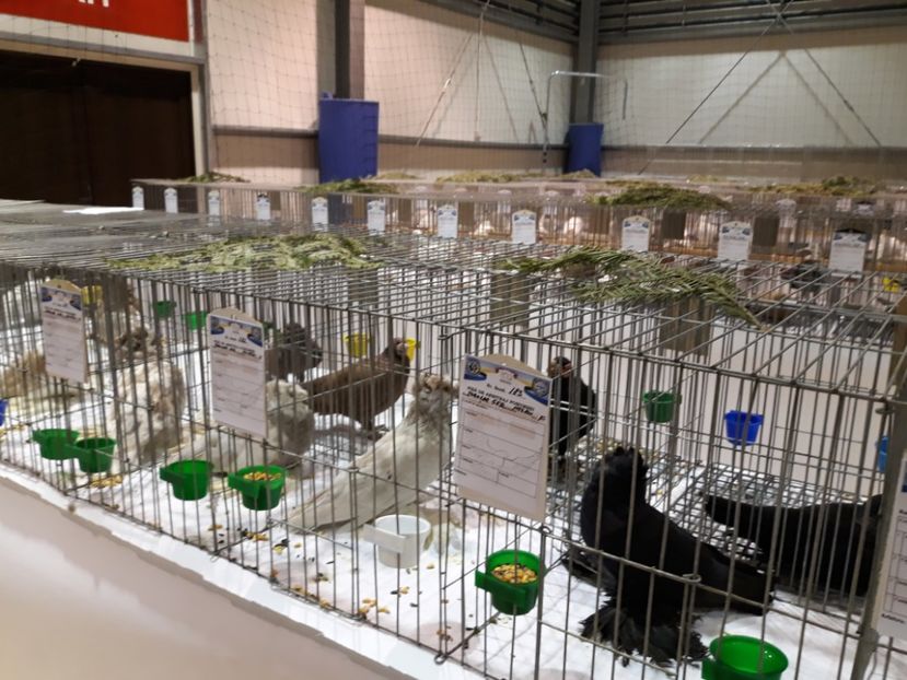  - Expoziția Cupa Aradului ediția 1