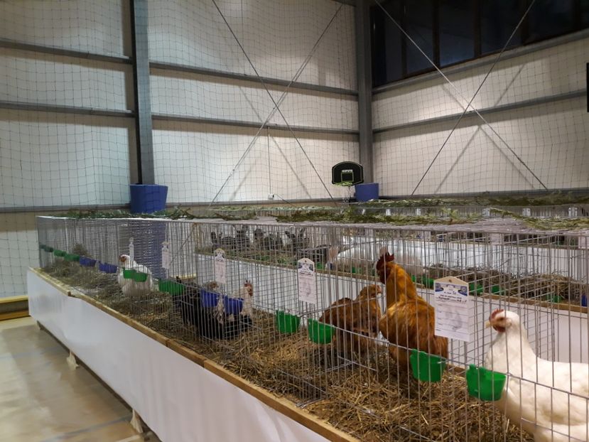  - Expoziția Cupa Aradului ediția 1