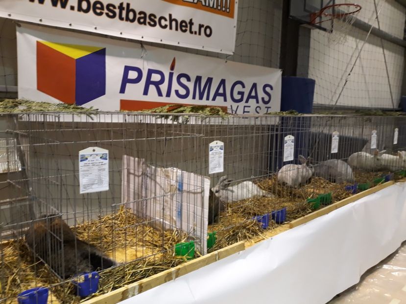 - Expoziția Cupa Aradului ediția 1