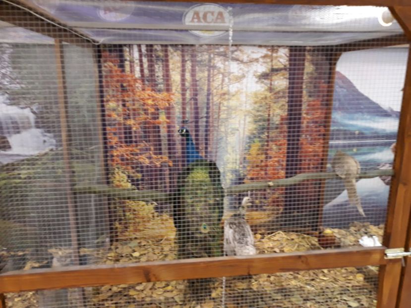  - Expoziția Cupa Aradului ediția 1