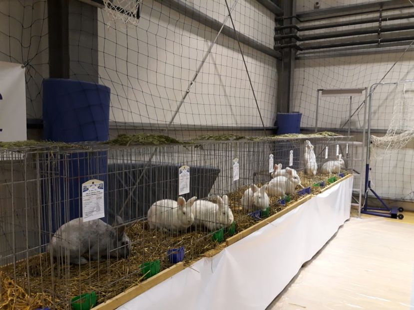  - Expoziția Cupa Aradului ediția 1