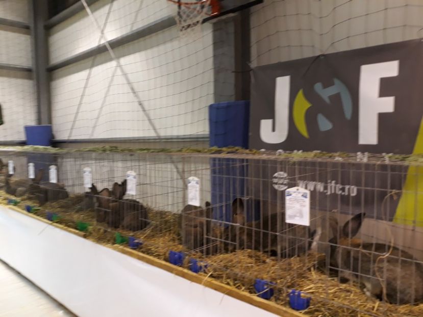  - Expoziția Cupa Aradului ediția 1