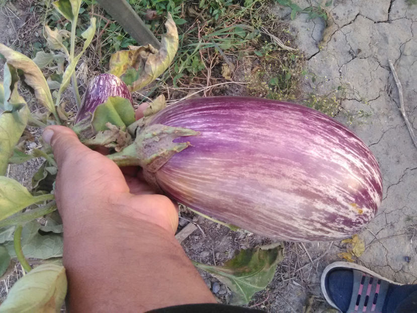  - N---VINETE-satirate alb violet vinete rosii vinete verzi vinete albe