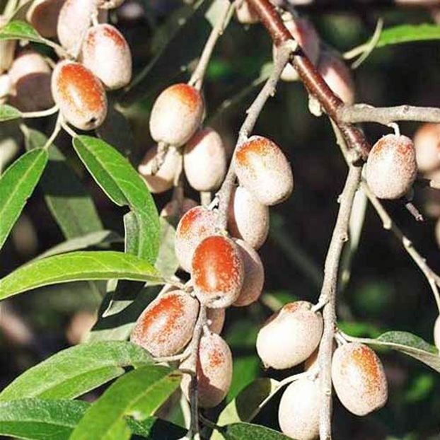 elaeagnus-angustifolia-fructe - Salcie parfumata