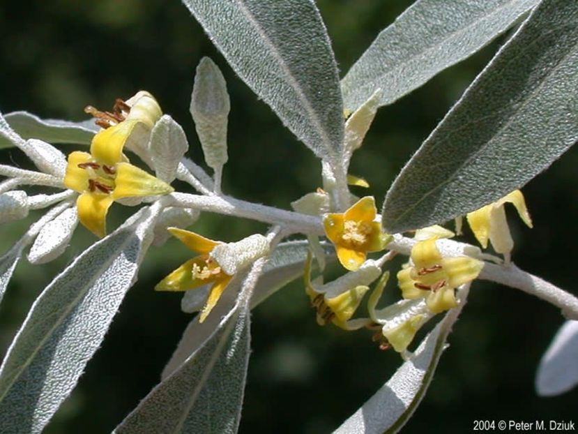 elaeagnus-angustifolia-flori - Salcie parfumata