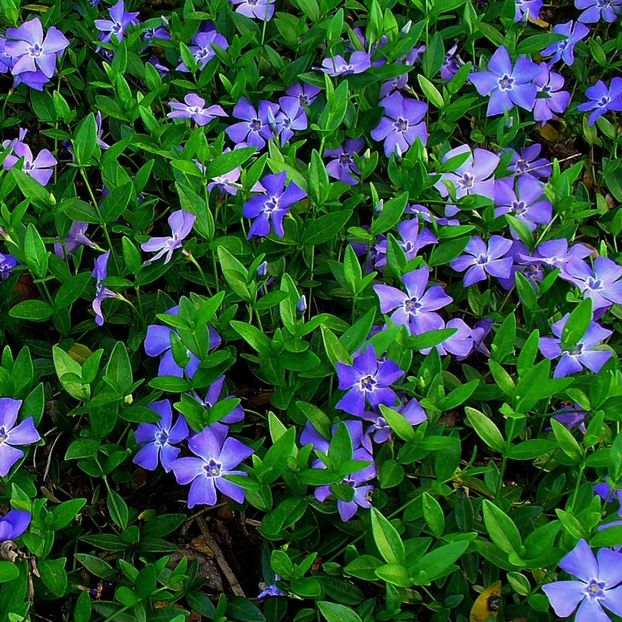 9CM_VINMIN_A - Vinca perena