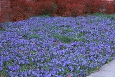 51ShYtUCtdL - Vinca perena