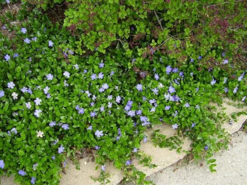 s216123331991774226_p2_i12_w600 - Vinca perena