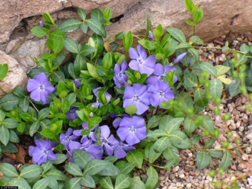 Vinca-Minor - Vinca perena