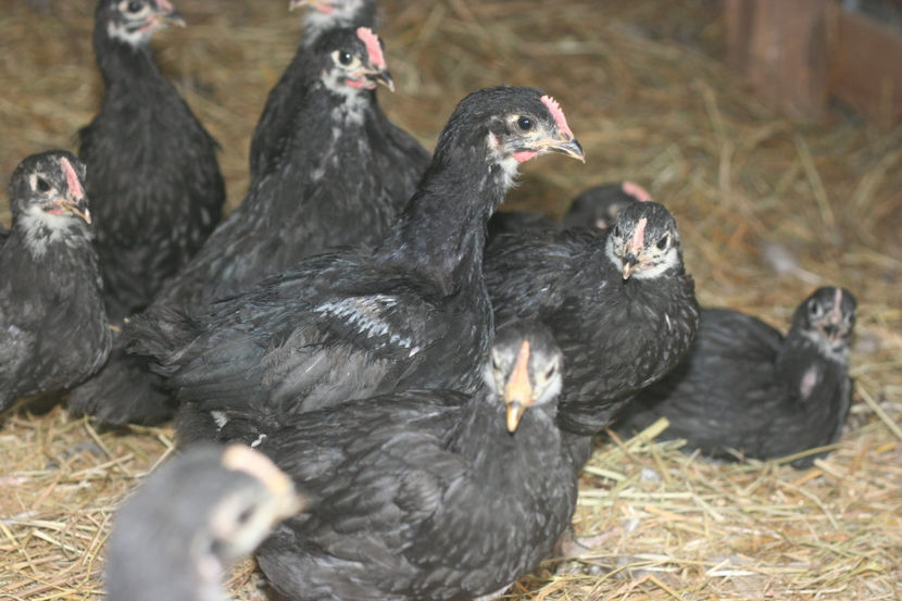pui 3 - Australorp