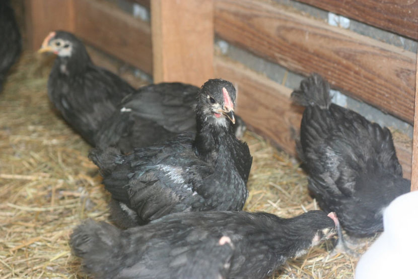 pui 4 - Australorp