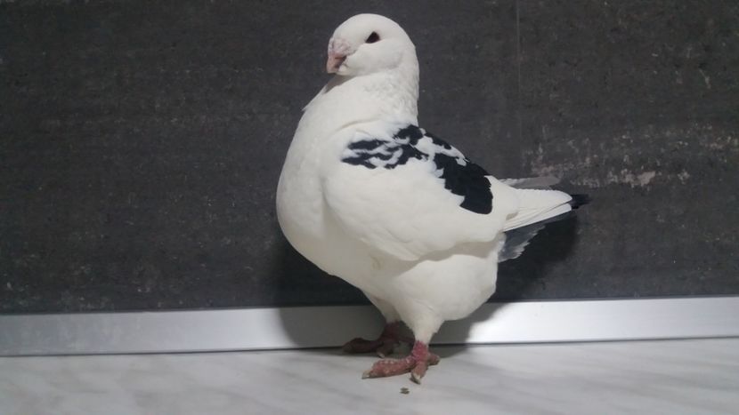 0-1 2017 - matca 2019