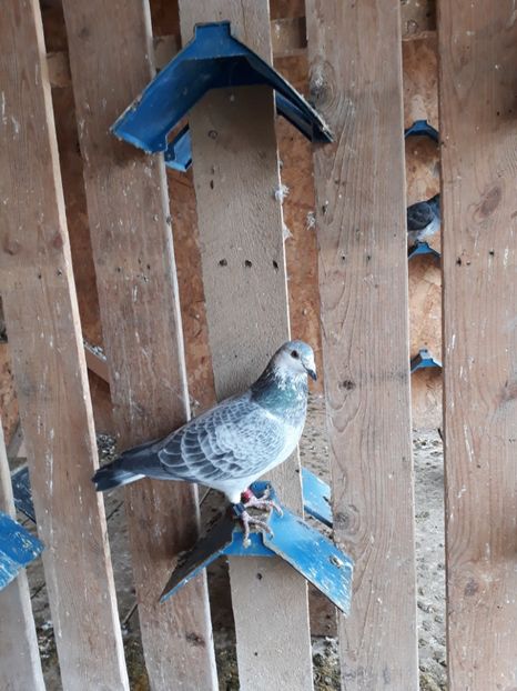 M 2017CLASEAZA 2 LOSICE 673 KM - TINERET