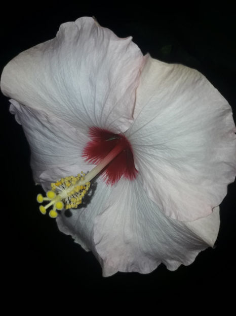  - Hibiscus Adonicus Pearl