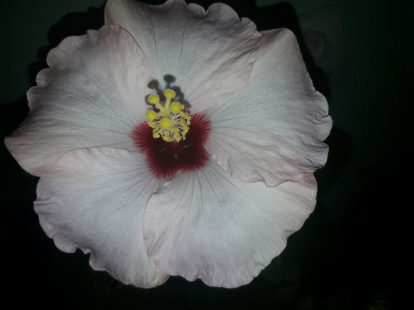  - Hibiscus Adonicus Pearl