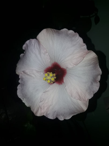  - Hibiscus Adonicus Pearl