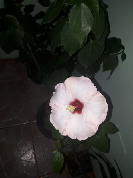  - Hibiscus Adonicus Pearl