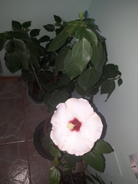  - Hibiscus Adonicus Pearl