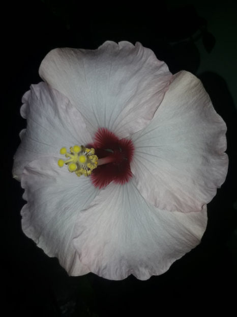  - Hibiscus Adonicus Pearl