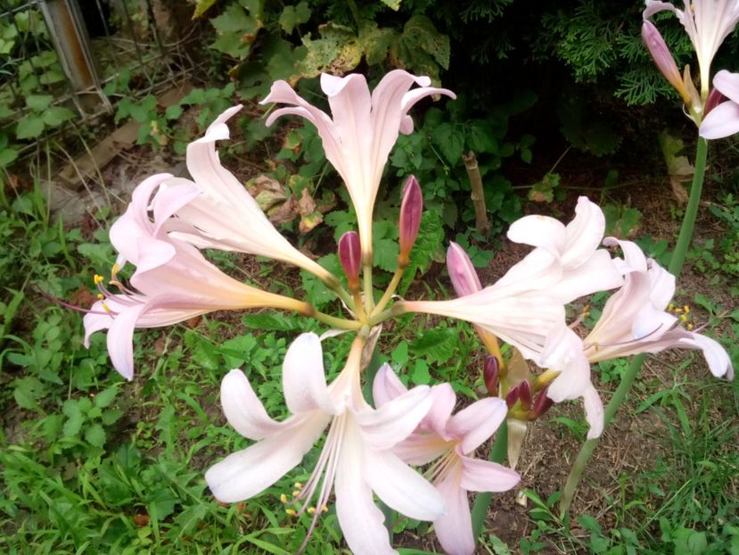  - Lycorice squamigera -ruda cu Amaryllis Belladonna