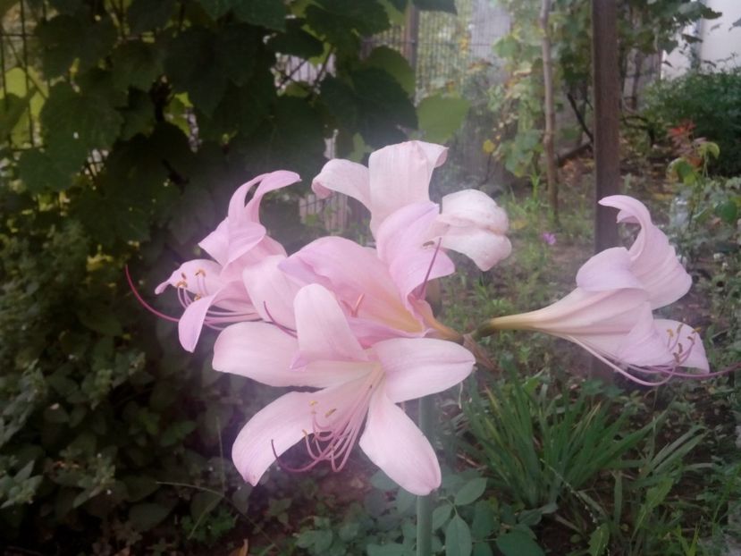  - Lycorice squamigera -ruda cu Amaryllis Belladonna