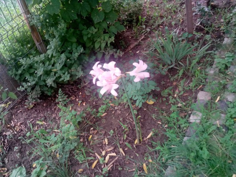  - Lycorice squamigera -ruda cu Amaryllis Belladonna