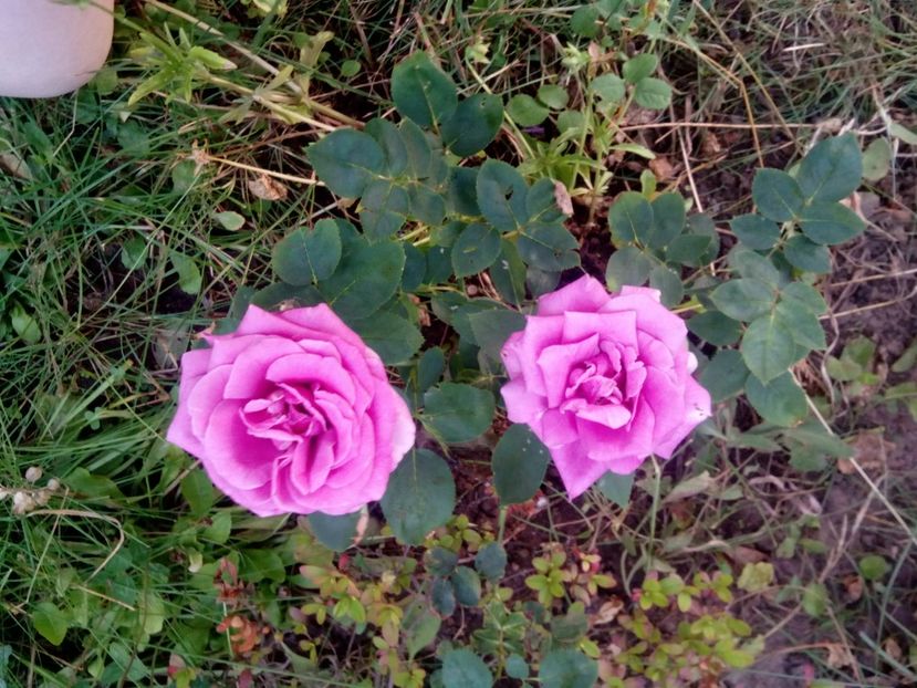  - Sterling sau tannacht- nu mai știu