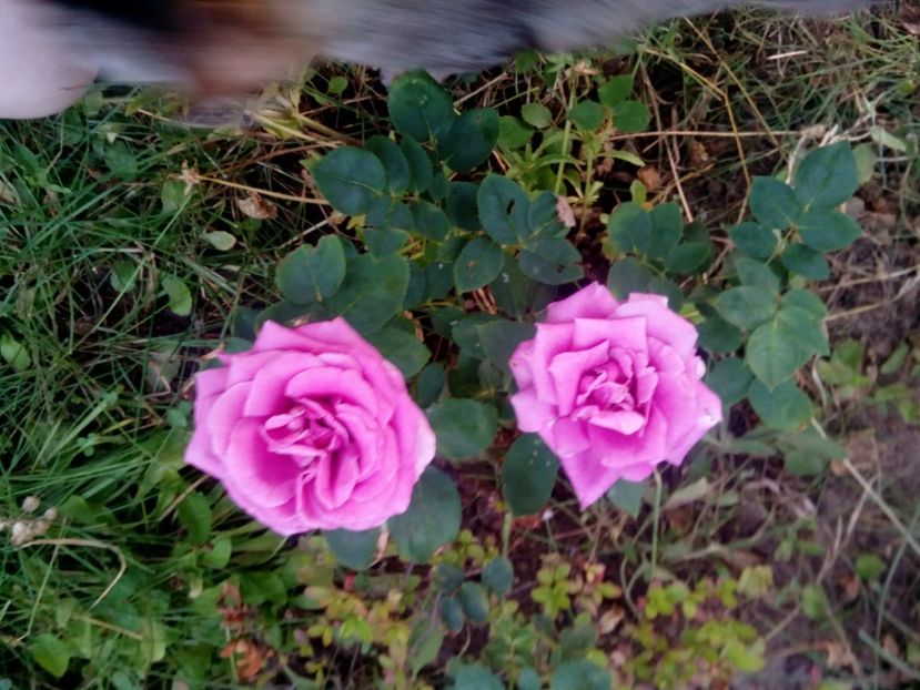  - Sterling sau tannacht- nu mai știu