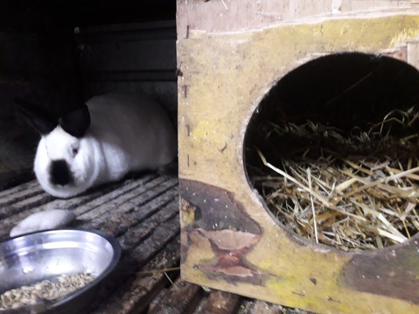  - CUIBURI DE IEPURAS