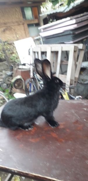 20181011_152709(0) - Iepurasii mei