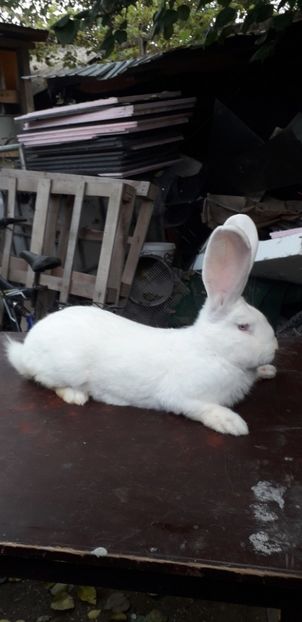 20181011_153120(0) - Iepurasii mei