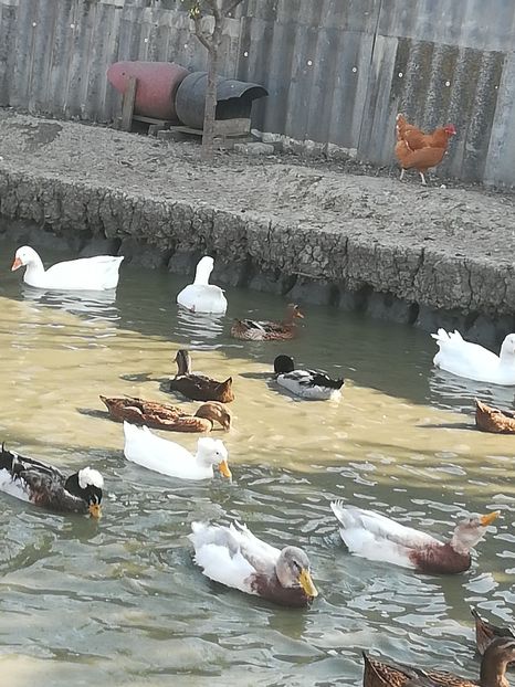  - Rate Rouen și Saxone și Mute