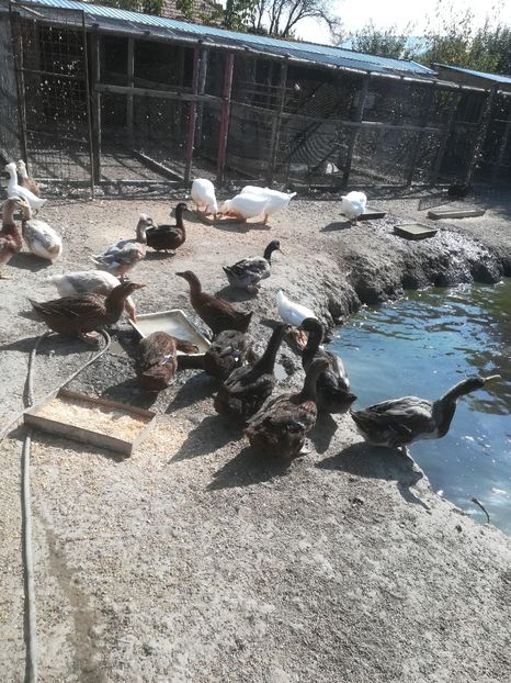  - Rate Rouen și Saxone și Mute