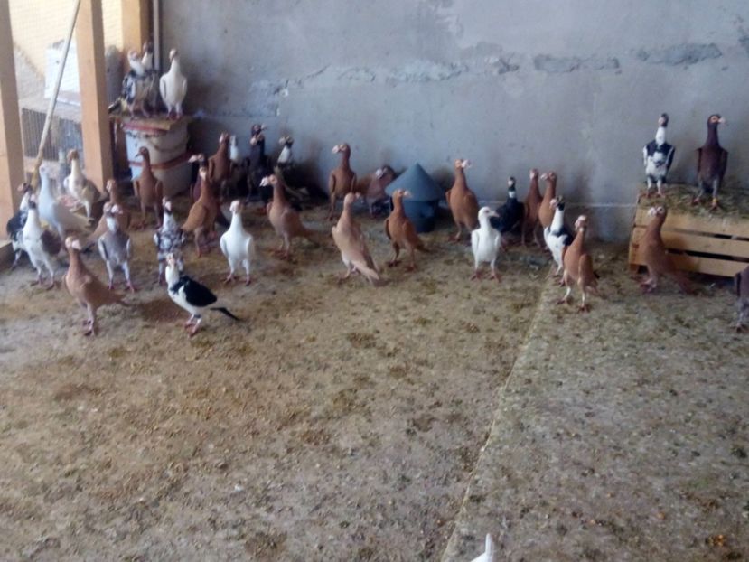  - Carieri matca 2019