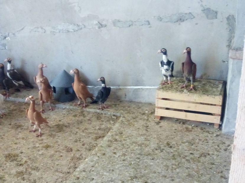  - Carieri matca 2019