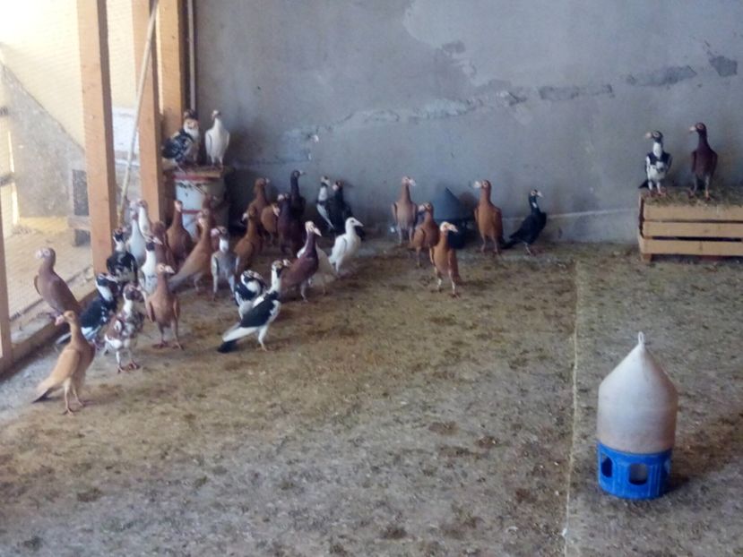  - Carieri matca 2019