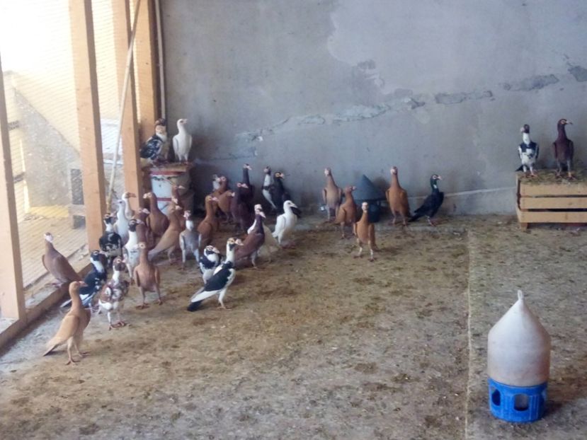  - Carieri matca 2019