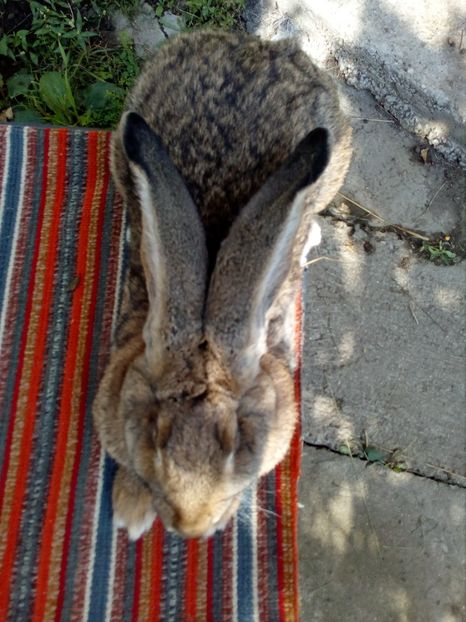  - 0 0 D Iepurii mei 2018