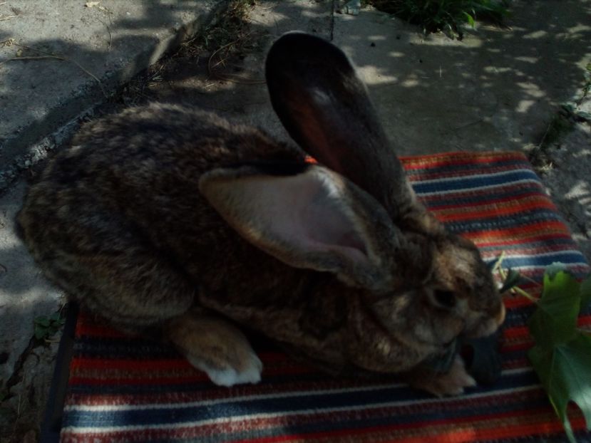  - 0 0 D Iepurii mei 2018